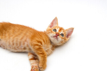 Close-up view of a cute yellow kitten isolated on white background