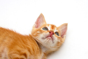 Close-up view of a cute yellow kitten isolated on white background