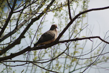 dove on a branch
