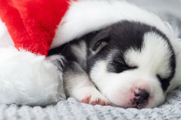 Fototapeta na wymiar Sleeping husky puppy in santa hat. The puppy sleeps in a New Years cap. Merry Christmas and Happy New Year