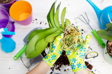 Transplant plants orchids. Woman in gloves is transplanting orchids plant into the new pot on the white wooden table