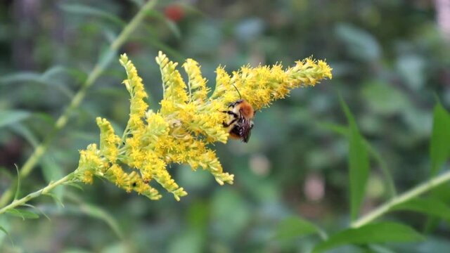 bee on a flower ambrosia