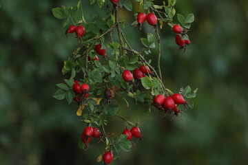Fototapeta premium Red rose hips in the forest on the bush