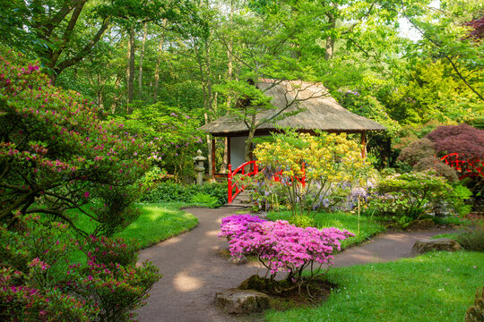 Amazing yellow , pink rhododendron bush  blossom anf footpath in japanese garden