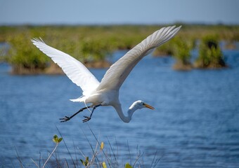 seagull in flight