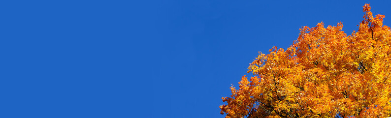 Tree on the sides. Fall landscape. Yellow - orange maple top on blue sky background in sunny day. Natural vivid autumn mood. Latvia nature.