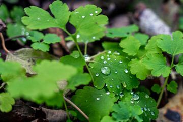 rain drops on a leaf