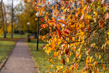 autumn leaves in the park