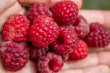 ripe raspberries in the palm of your hand