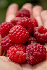 ripe raspberries in the palm of your hand