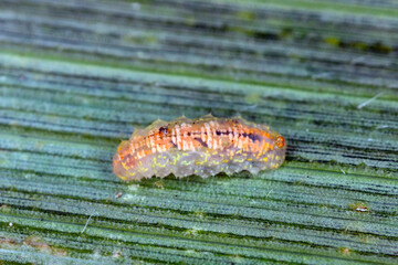 Hoverflies, also called flower flies or syrphid flies, make up the insect family Syrphidae - larva on a corn leaf. They are the natural enemy of aphids 