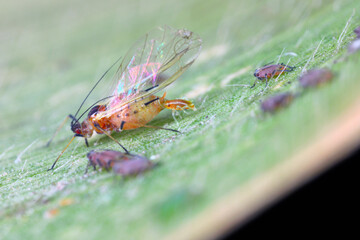 Bird cherry-oat aphid (Rhopalosiphum padi) is an aphid in the superfamily Aphidoidea in the order Hemiptera. A winged individual gives birth to young aphids - cereal aphids.