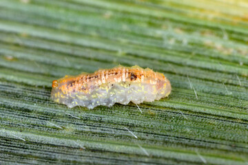 Hoverflies, also called flower flies or syrphid flies, make up the insect family Syrphidae - larva on a corn leaf. They are the natural enemy of aphids 