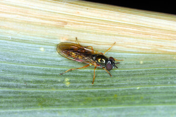 Hoverflie, also called flower flies or syrphid flies, make up the insect family Syrphidae.