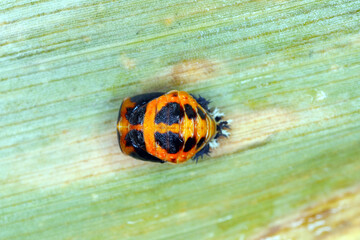 Pupa of Harmonia axyridis, most commonly known as the harlequin, multicoloured Asian, or Asian ladybeetle, is a large coccinellid beetle.
