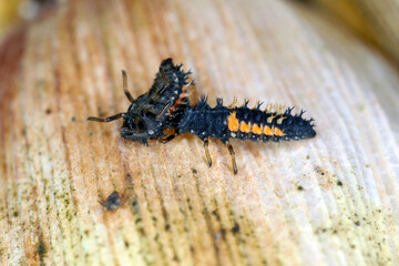 Larva of Harmonia axyridis eating another larva of the same species - cannibalistic behavior. Commonly known as the harlequin, multicoloured Asian, or Asian ladybeetle, is a large coccinellid beetle.