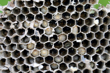 Hexagonal cells with larvae of common wasp (Vespula vulgaris). Exposed centre of wasp's nest with...