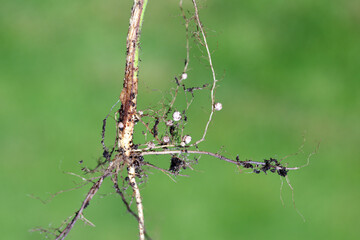 Nodules on the bean roots. Atmospheric nitrogen-fixing bacteria live inside