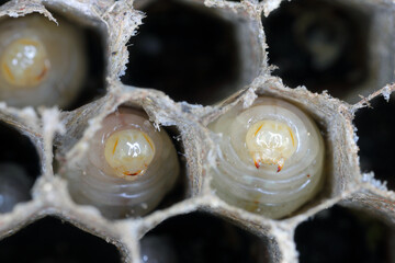 Hexagonal cells with larvae of common wasp (Vespula vulgaris). Exposed centre of wasp's nest with...