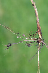 Nodules on the bean roots. Atmospheric nitrogen-fixing bacteria live inside