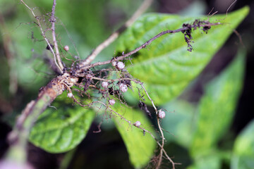Nodules on the bean roots. Atmospheric nitrogen-fixing bacteria live inside