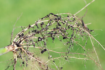 Nodules on the bean roots. Atmospheric nitrogen-fixing bacteria live inside