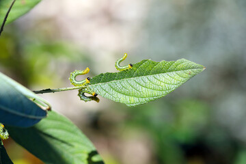 Caterpillars of Pteronidea salicis - pest that eats leaves of willow trees, also grown in gardens 