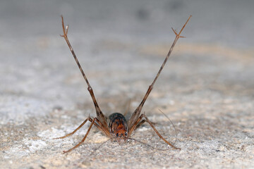Greenhouse camel cricket called also camel-cricket, stone cricket. Latin name is: Diestrammena asynamora, Tachycines asynamorus, T. meditationis and T. minor). insect on the basement wall. Male.