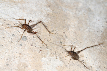 Greenhouse camel cricket called also camel-cricket, stone cricket. Latin name is: Diestrammena asynamora, Tachycines asynamorus, T. meditationis and T. minor). insect on the basement wall. Both sexes.