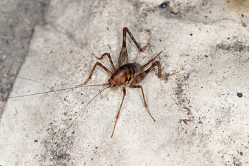 Greenhouse camel cricket called also camel-cricket, stone cricket. Latin name is: Diestrammena asynamora, Tachycines asynamorus, T. meditationis and T. minor). insect on the basement wall. Female.