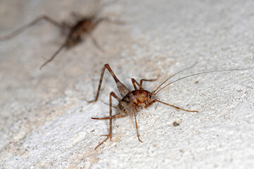 Greenhouse camel cricket called also camel-cricket, stone cricket. Latin name is: Diestrammena asynamora, Tachycines asynamorus, T. meditationis and T. minor). insect on the basement wall. Female.