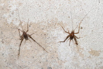 Greenhouse camel cricket called also camel-cricket, stone cricket. Latin name is: Diestrammena asynamora, Tachycines asynamorus, T. meditationis and T. minor). insect on the basement wall. Both sexes.
