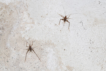 Greenhouse camel cricket called also camel-cricket, stone cricket. Latin name is: Diestrammena asynamora, Tachycines asynamorus, T. meditationis and T. minor). insect on the basement wall. Both sexes.
