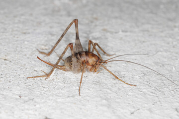 Greenhouse camel cricket called also camel-cricket, stone cricket. Latin name is: Diestrammena asynamora, Tachycines asynamorus, T. meditationis and T. minor). insect on the basement wall. Female.