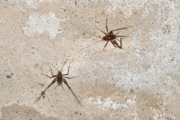 Greenhouse camel cricket called also camel-cricket, stone cricket. Latin name is: Diestrammena asynamora, Tachycines asynamorus, T. meditationis and T. minor). insect on the basement wall. Both sexes.