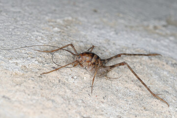 Greenhouse camel cricket called also camel-cricket, stone cricket. Latin name is: Diestrammena asynamora, Tachycines asynamorus, T. meditationis and T. minor). insect on the basement wall. Male.