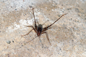 Greenhouse camel cricket called also camel-cricket, stone cricket. Latin name is: Diestrammena asynamora, Tachycines asynamorus, T. meditationis and T. minor). insect on the basement wall. Male.