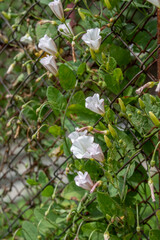 Grass weaves on a mesh fence