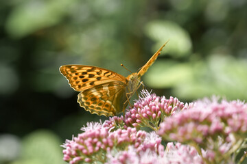 Closeup or macro of a butterfly on a pink flower