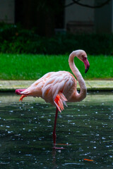 flamingo in the water, rainning