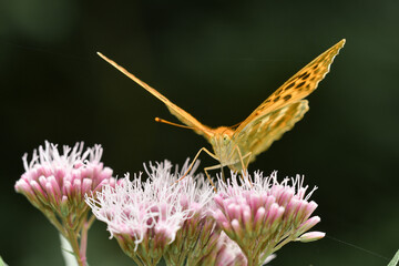 Closeup or macro of a butterfly on a pink flower