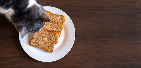 Wholemeal bread on a wooden background and a cat eating