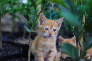Close-up view of a curious yellow kitten on a black polybag with orange plant and rice husk is looking at the camera in the backyard