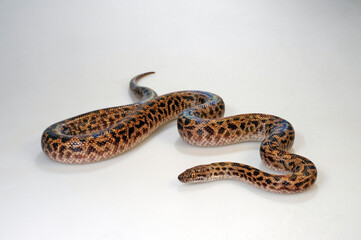 Fleckenpython, Gefleckter Zwergpython // Spotted python (Antaresia maculosa)