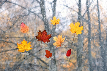 autumn colorful maple leaves on wet glass, rainy drops texture blurred background. fall season...