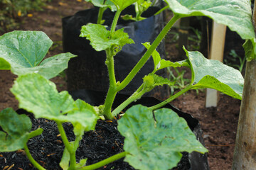 Gardening: Close-up view of an Asian man's hand is pruning a young melon tree on a black polybag in the garden. Organic homegrown melon in the backyard