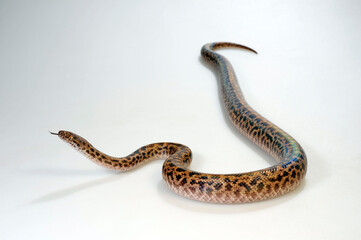 Fototapeta premium Spotted python // Fleckenpython, Gefleckter Zwergpython (Antaresia maculosa)