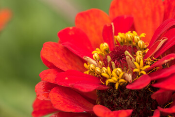 Beautiful close up shot of vobrant red Zinnia flowe