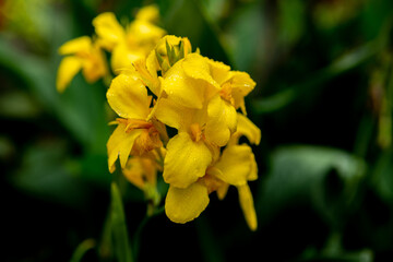 Closeup of canna indica flowers in a garden with a blurry background - obrazy, fototapety, plakaty