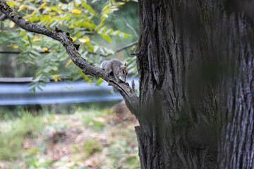 Fototapeta premium squirrel on tree